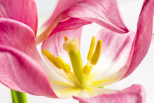 Closeup View Of A Silver Crown Tulip Stamen And Pistil