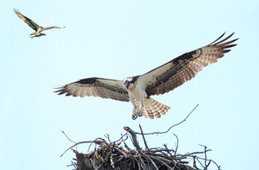 Osprey Landing on it's Nest With Her Mate Flying in with a Fish