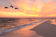 Pelicans Fly Over The Beach As The Sun Sets
