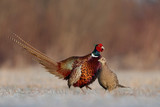 Fototapeta  - Pheasant