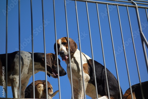 Chien De Chasse Du Chateau De Cheverny Buy This Stock