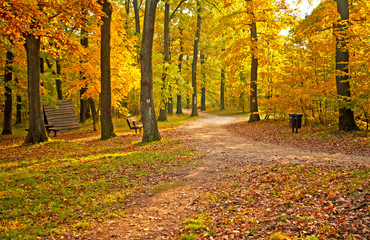 Nice autumnal scene in the forest