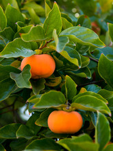 Ripe Persimmon Fruit Hanging On The Tree