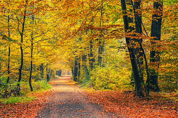 Autumn forest