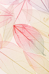 Poster - color leaves