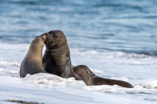 Sea Lion Kiss On The Beach In Patagonia