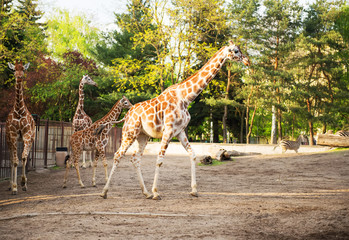 Wall Mural - giraffes in the zoo