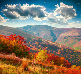 Wall Mural - Colorful autumn morning in the Carpathian mountains
