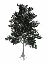 Shagbark Hickory, Carya Ovata Tree - 3D Render