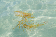 Brown Seaweed, Floating In Blue Water