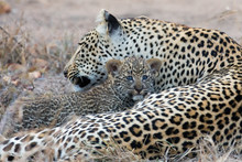 Leopard Mother Cares For Her Cub In Gathering Darkness