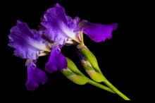 Two Sprigs Of A Purple Irises With Yellow Flecks
