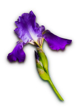 
 Bright Purple Iris With Yellow Speckles On A White Background
