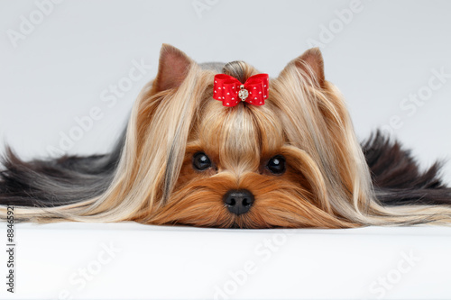 Cuadros en Lienzo Closeup Portrait Yorkshire Terrier Dog Lying on White