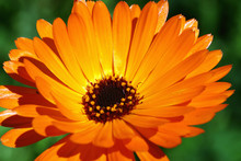 Orange Garden Flowers
