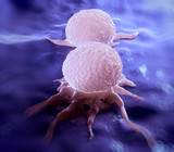Fototapeta Panele - Dividing breast cancer cell