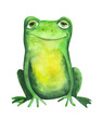 Frog. Watercolor