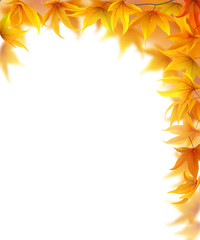 Wall Mural - autumn frame with maple leaves on white background