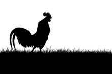 Silhouette Of Roosters Crow On The Lawn