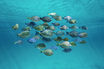 Canvas Print - Tropical fish schooling below ripples of surface