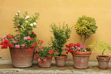 Line Of Various Plants In Ceramic Pots Against Stucco Wall ,Tusc