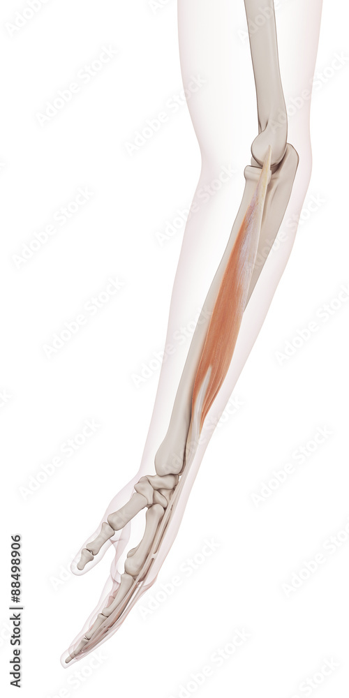 medically accurate muscle illustration of the extensor digitorum Stock ...