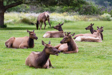 Wild Roosevelt Elk