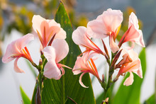 Close Up Of Pink Canna Lily Flower In Garden At Thailand