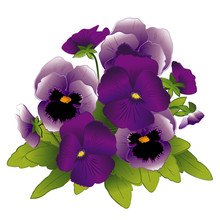 Pansy, Beautiful Purple And Pastel Lavender Garden Flowers, Buds, Isolated On White Background. 