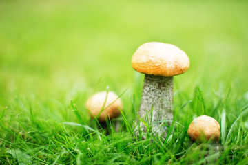 Orange-cap boletus mushrooms in grass