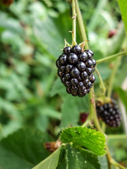 Poster - Brombeeren am Strauch