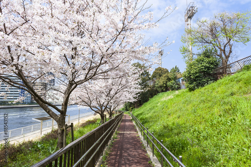 潮見運動公園の桜 Stock Photo Adobe Stock 潮見運動公園の桜 Stock Photo Adobe Stock