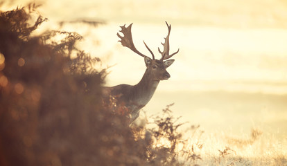 Wall Mural - curious fallow deer buck early one morning