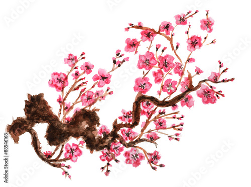 Tapeta ścienna na wymiar Flowering branch of sakura. Isolated on white background