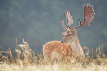 Fallow Deer Buck In The Summer