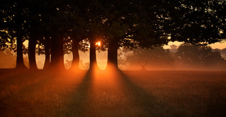 Wall Mural - misty fallow deer silhouetted under the trees