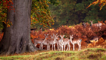 Wall Mural - group of fallow deer