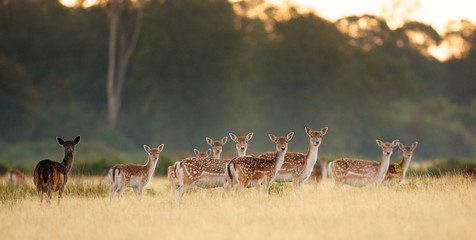 Wall Mural - group of fallow deer