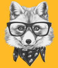 Original Drawing Of Fox With Glasses And Scarf. Isolated On Colored Background