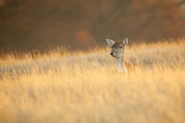 Wall Mural - little fallow deer popping her head up in the long grass