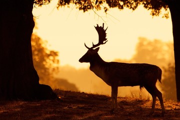 Wall Mural - silhouette buck