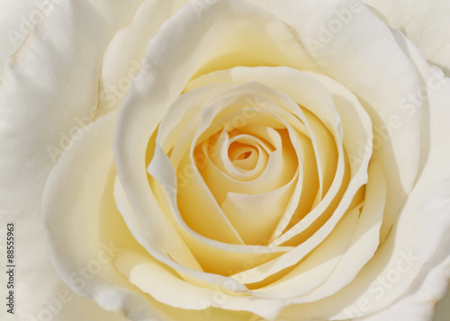 Naklejki róże   zblizenie-bialej-rozy