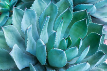 Sharp Pointed Agave Plant Leaves