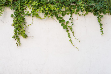 Wall Mural - ivy leaves isolated on a white background