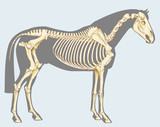 Fototapeta Konie - Horse skeleton