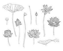 Engraving Hand Drawn Illustration Of Lotus Flower