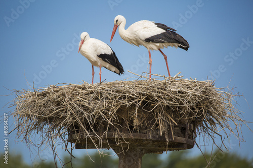  Fototapety Bocian   bocian-bialy