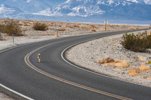 Lone Coyote Walking Down Highway In Death Valley