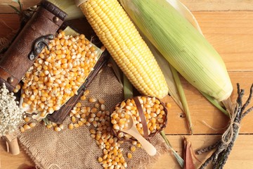 Canvas Print - Yellow dry corn grain and corn fresh.