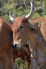 Bullock cart or ox cart, one of the most primitive means of tran